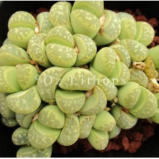 Polepsky - Seed