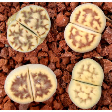 C285 - Seed