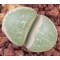 SB1098 - Seed