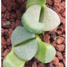 C202 - Seed