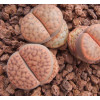 C080 - Plant