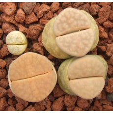 Kopal - Plant