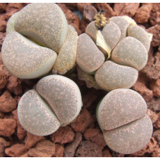 C132 - Seed