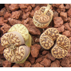 C283 - Seed