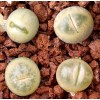 C388 - Seed