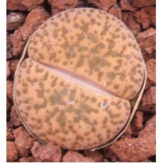 C393 - Seed