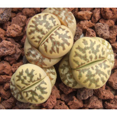 C124 (VN) - Seed