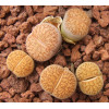Dinterops (yellow flower) - Seed