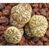C124 (VN) - Plant