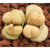 C241 - Plant