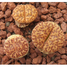 C368 - Plant
