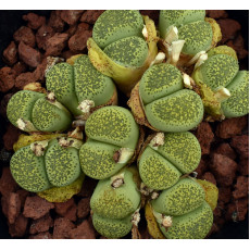 C345A - Plant