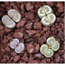 RET415 - Plant