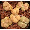 Julii (Rietfontein) - Plant