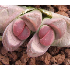 C081A - Seed