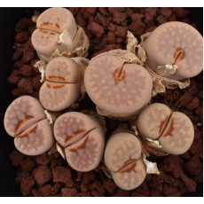 SB1344 - Plant