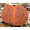C256 - Seed