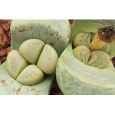 C272 - Plant