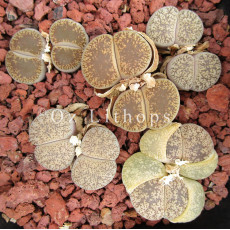C153 - Plant