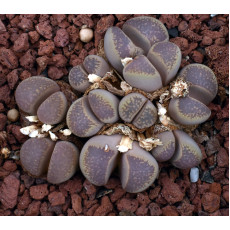 SH389 - Plant