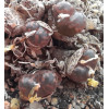 C.pell.neohallii - Seed