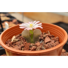 C.praesectum SB1525 - Seed