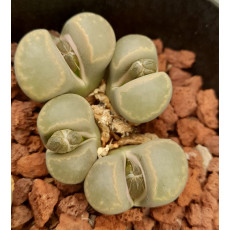 C194 - Seed