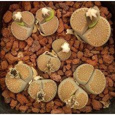 C197 - Plant