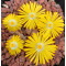C207 - Plant