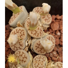 C225 - Seed