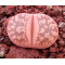 Hanawared - Plant