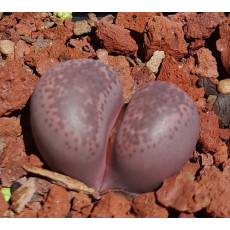 Violetta - Seed