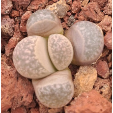 C201 - Plant