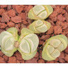 Optica (Uitsig) - Seed