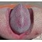 Plei. Nelii v. Rubra - Seed