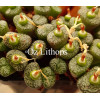 C.stayneri - Seed