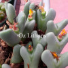 C.supremum - Seed